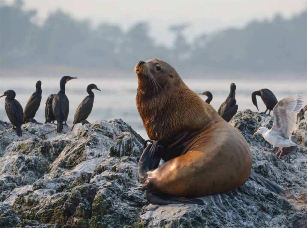 vancouver island sea lions