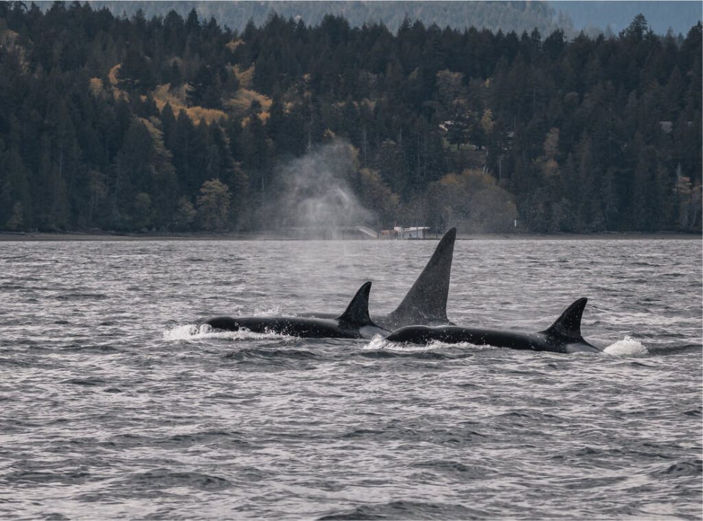 cowichan valley killer whales