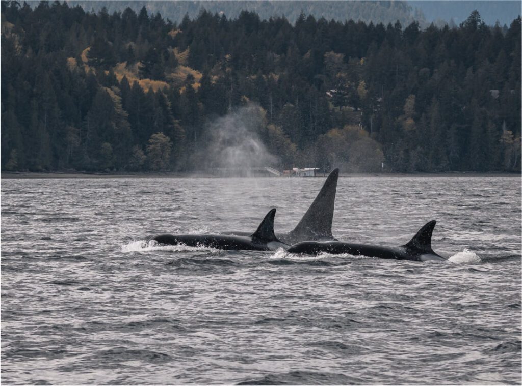 whales vancouver island canada