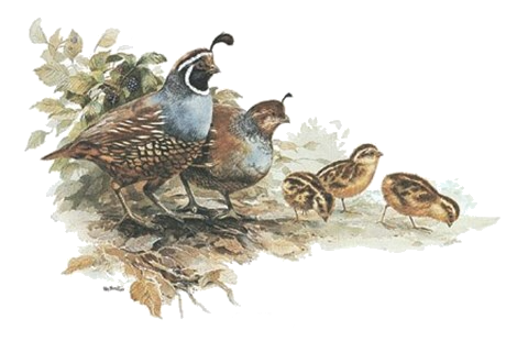 quail illustration