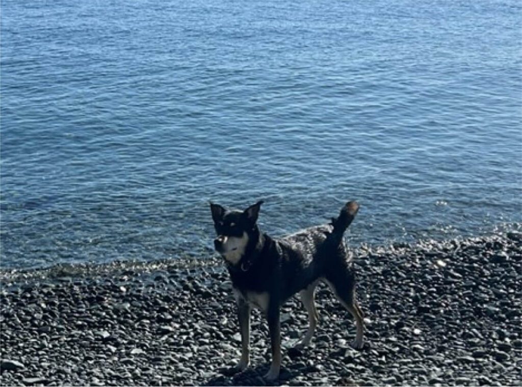 Vancouver Island Dog
